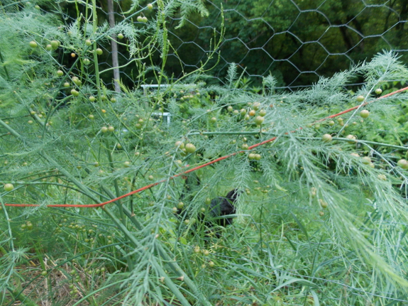 Female asparagus