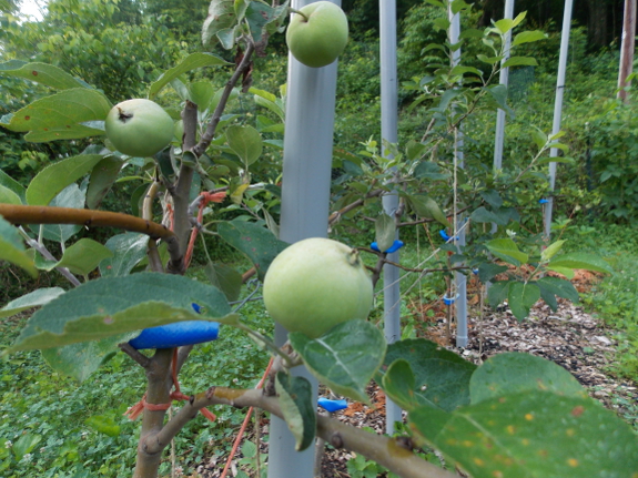 High density apples