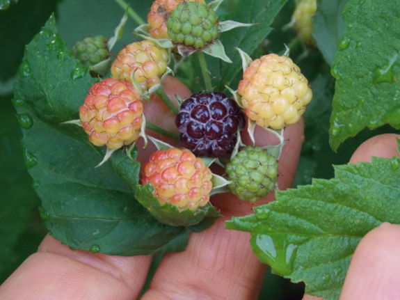 Ripening black
raspberry