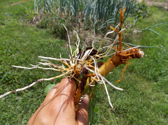 Rooting figs