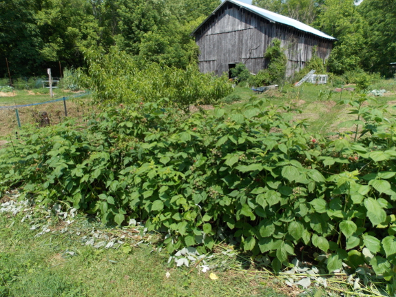 Summer-pruned
raspberries