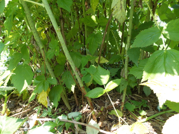 Thinned red
raspberries