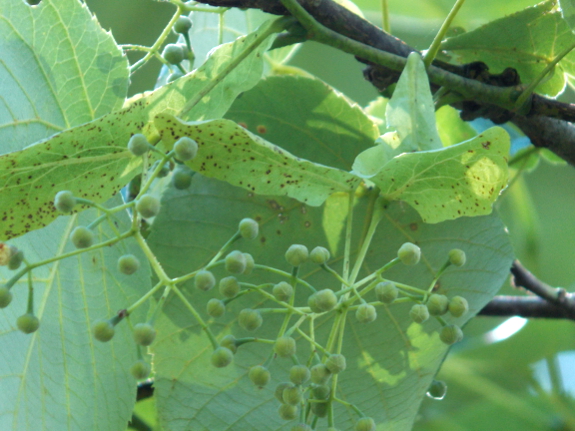 Basswood flower buds