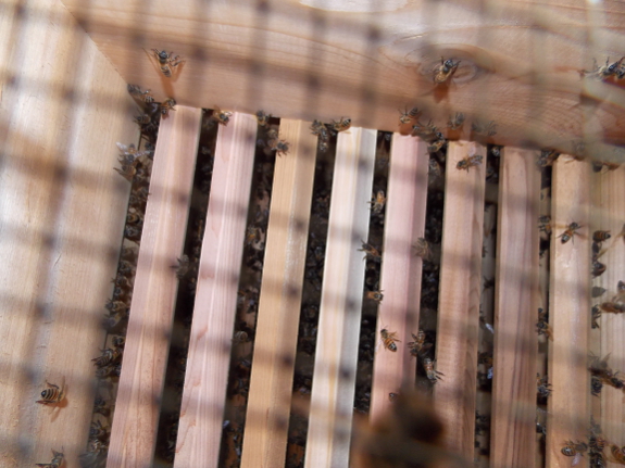 Empty hive box