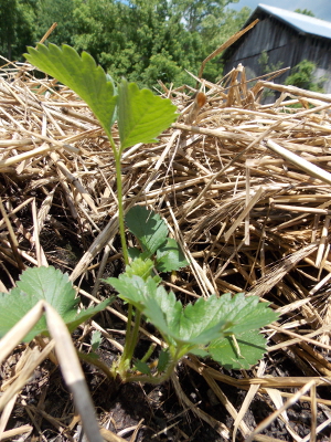 New strawberry plant