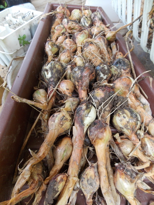 Curing potato onions