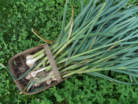 Garlic harvest