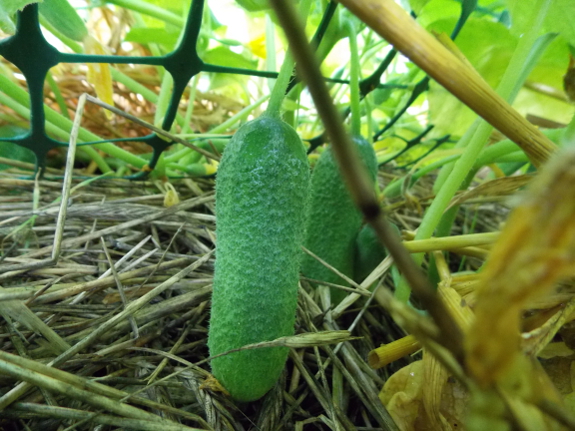 Pickling cucumbers