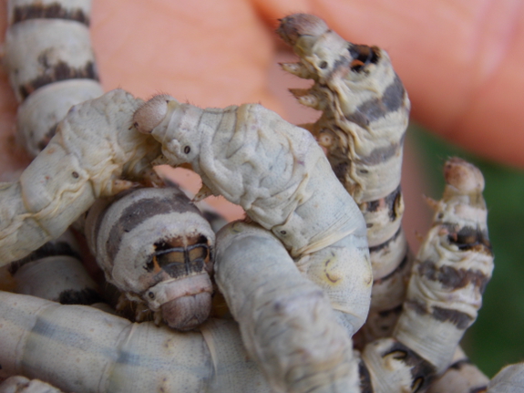 Plump silkworms