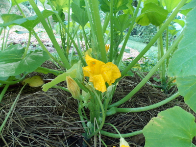 Summer squash bloom