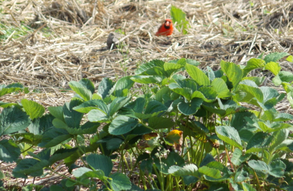 Bird looking at
berries