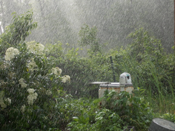 Greywater wetland