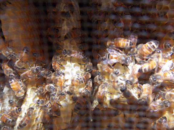 Honeybees