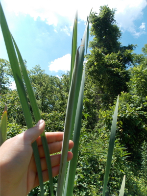 Budding cattail