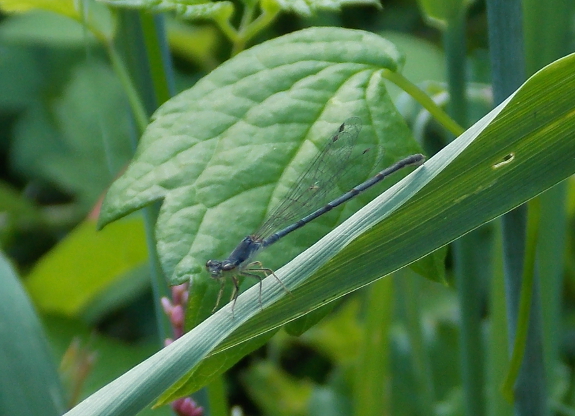 Damselfly