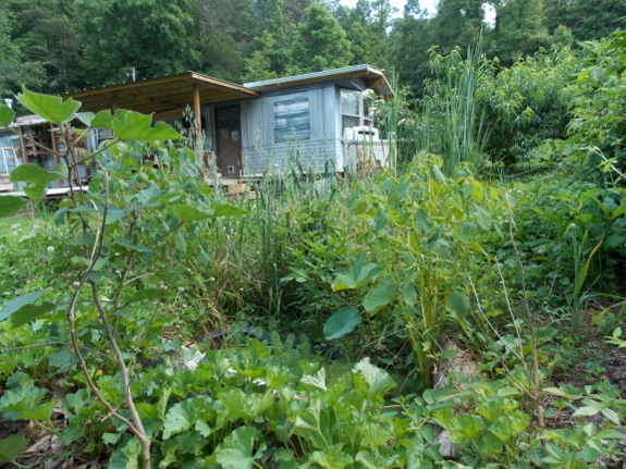 Greywater wetland