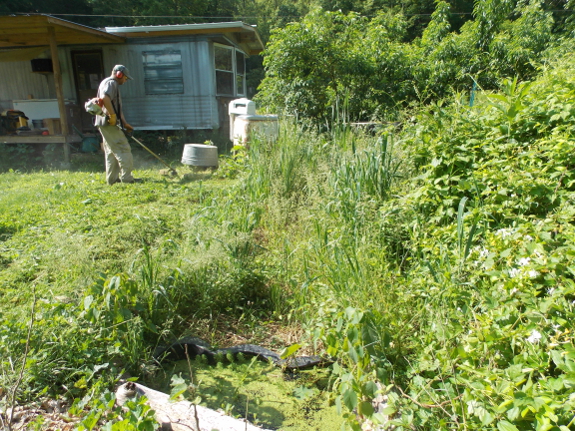 Mowing wetland edges