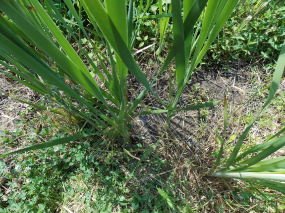 Wetland