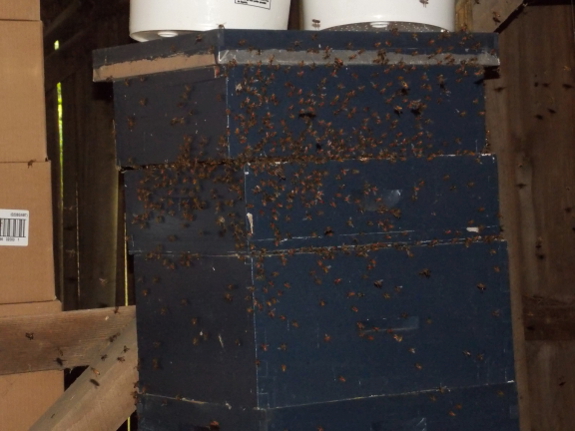 Bees moving into box