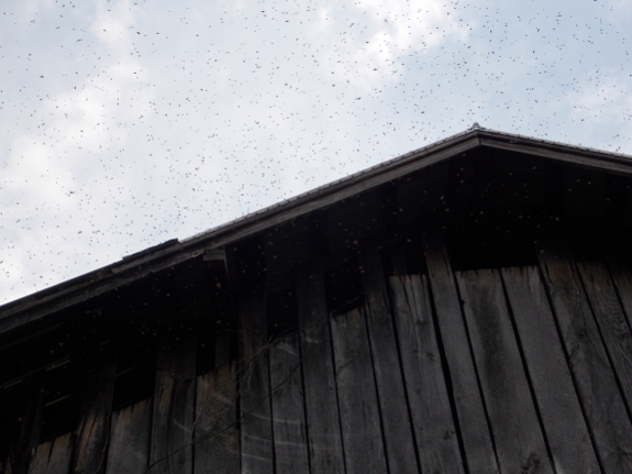 Bee swarm