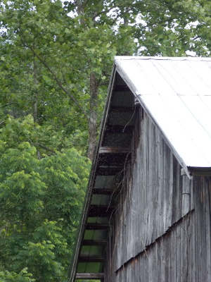 Swarm by barn