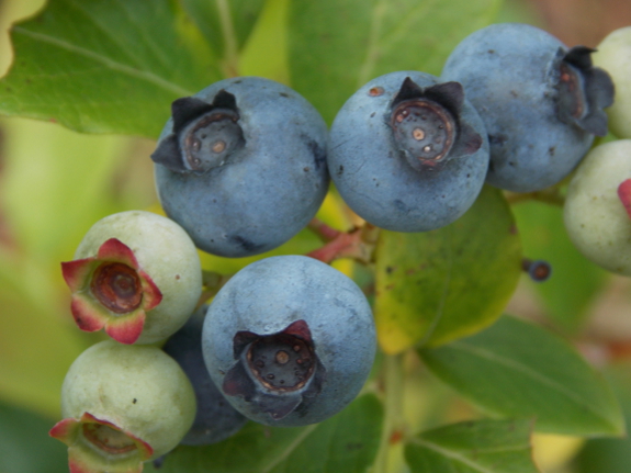 Blueberries