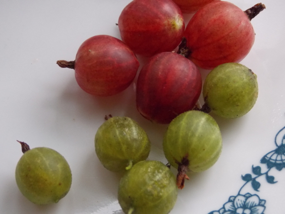 Gooseberries