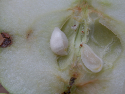 Unripe apple seed