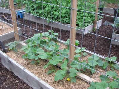 Cattle panel
trellis