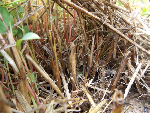 Rye stubble