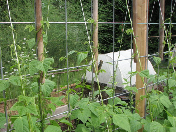 Square foot garden