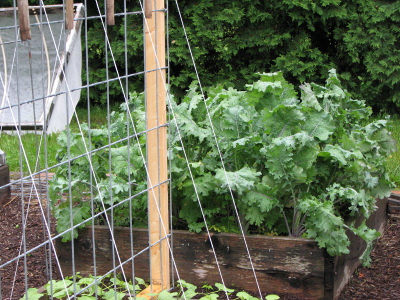 Square foot kale