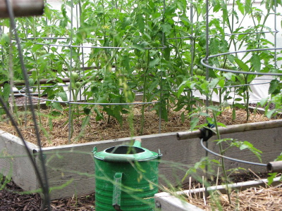 Square foot
tomatoes