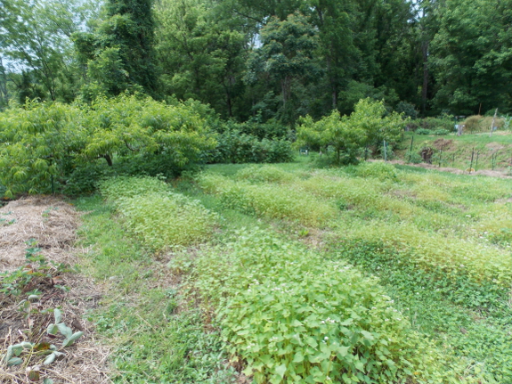 Struggling buckwheat