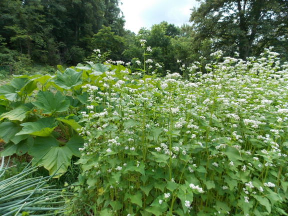 Thriving buckwheat