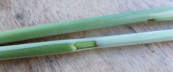 Eating cattail
flowers