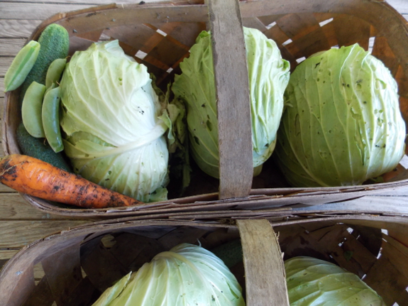 Garden harvest