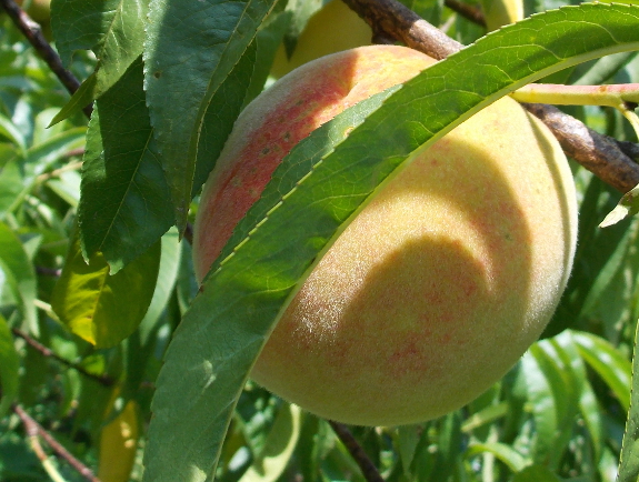 Ripening peach