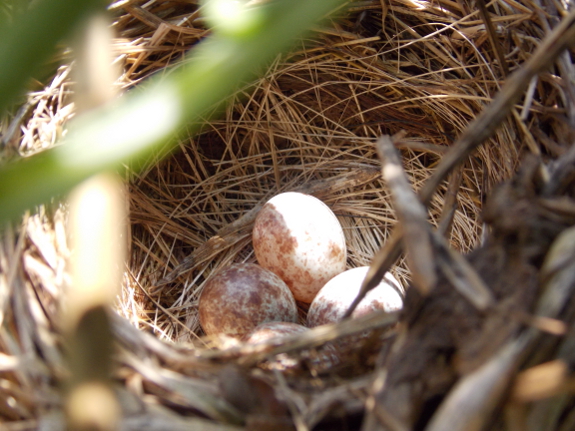 Song sparrow nest