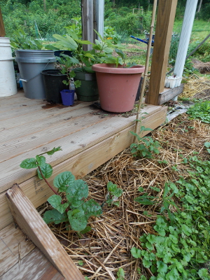 Propagation at the porch edge