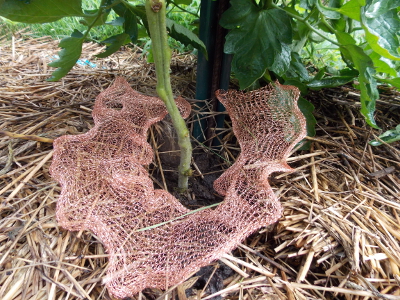 Copper mesh
at the base of a tomato