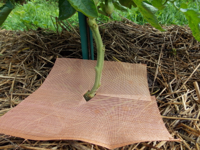 Copper screen at base of a
tomato