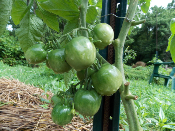 Green tomatoes