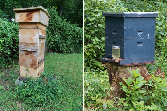 Warre and Langstroth hives