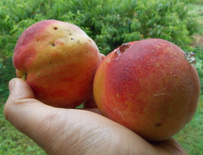 Ripening peaches