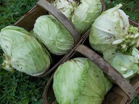 Cabbage harvest