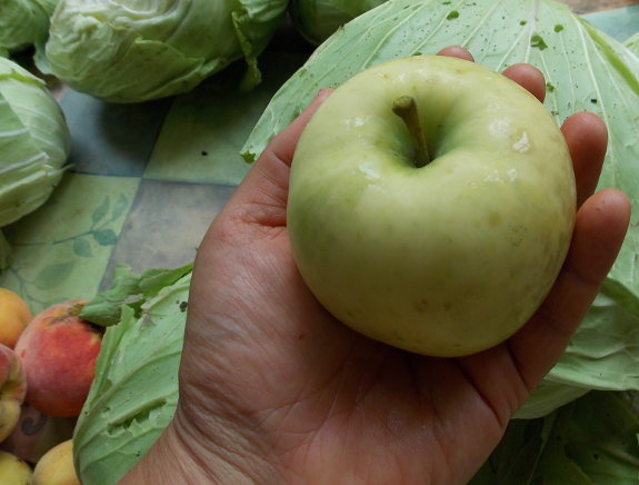 Early Transparent apple