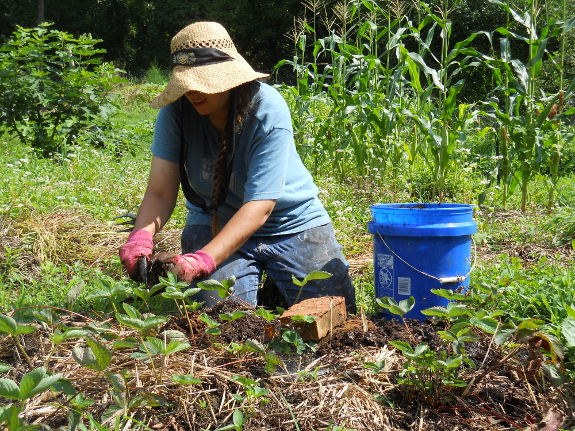 Topdressing with manure