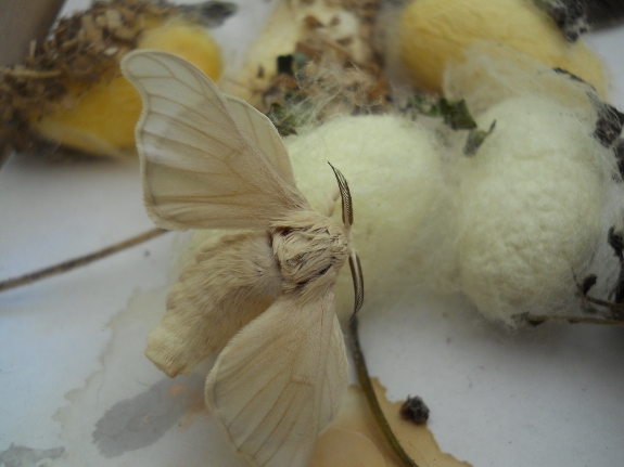 first image of ou silk worm turning into a moth!