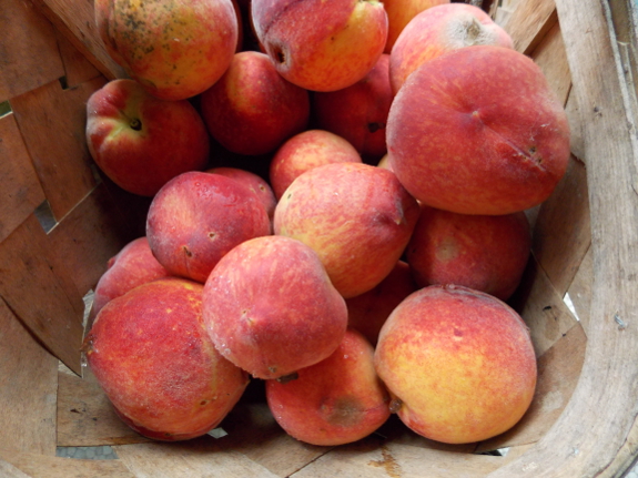 Harvesting peaches